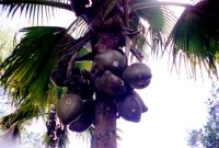 Coco demer - maten palma
